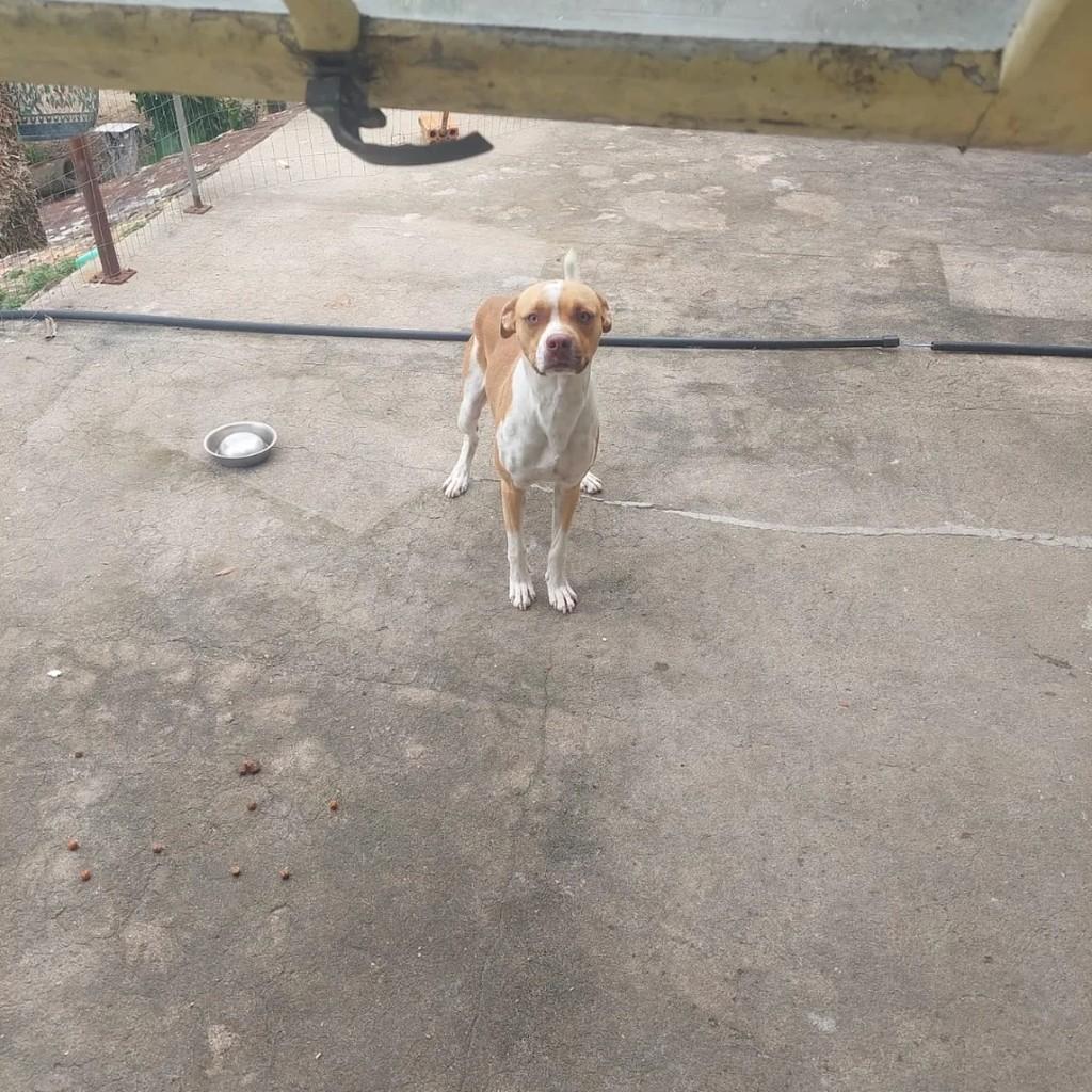 Apollo, cachorro de porte médio para adoção em Benedito Novo - SC