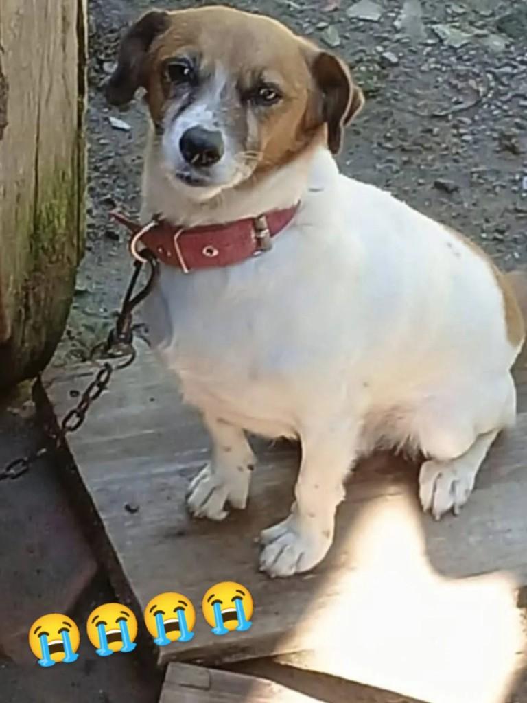 Anjinho, cachorro de porte pequeno para adoção em Benedito Novo - SC