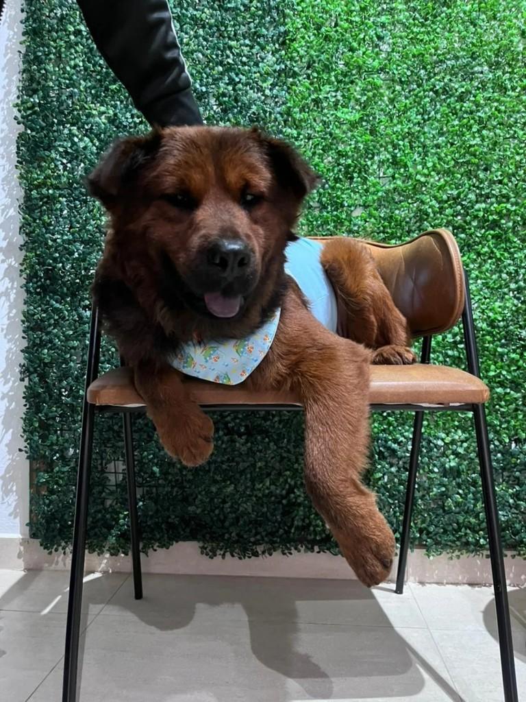 Trovão, cachorro de porte médio para adoção em Benedito Novo - SC