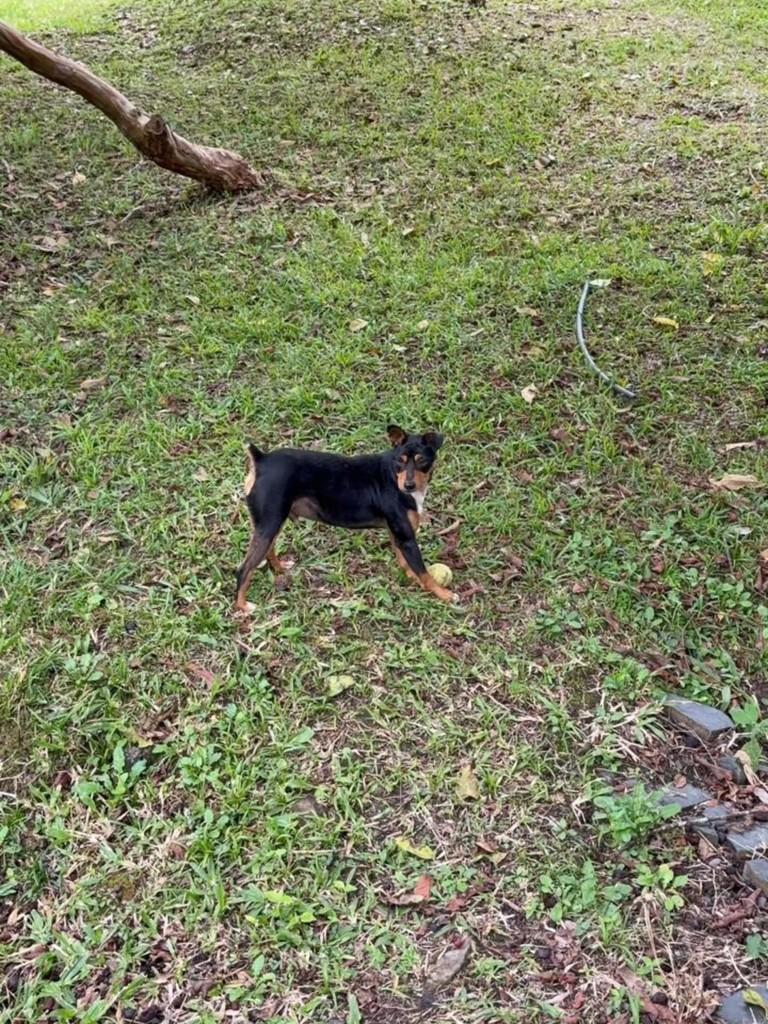 Essa Coisinha Mais Linda Desse Mundo, cachorro de porte pequeno para adoção em Benedito Novo - SC