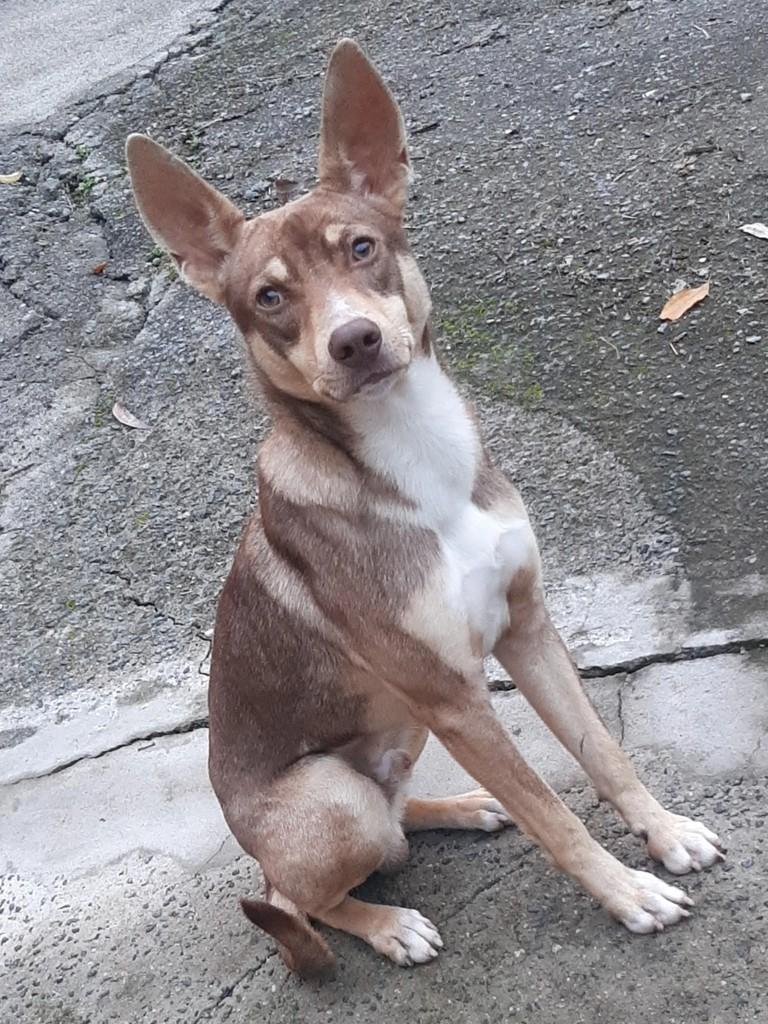 Magrinho, cachorro de porte pequeno para adoção em Blumenau - SC