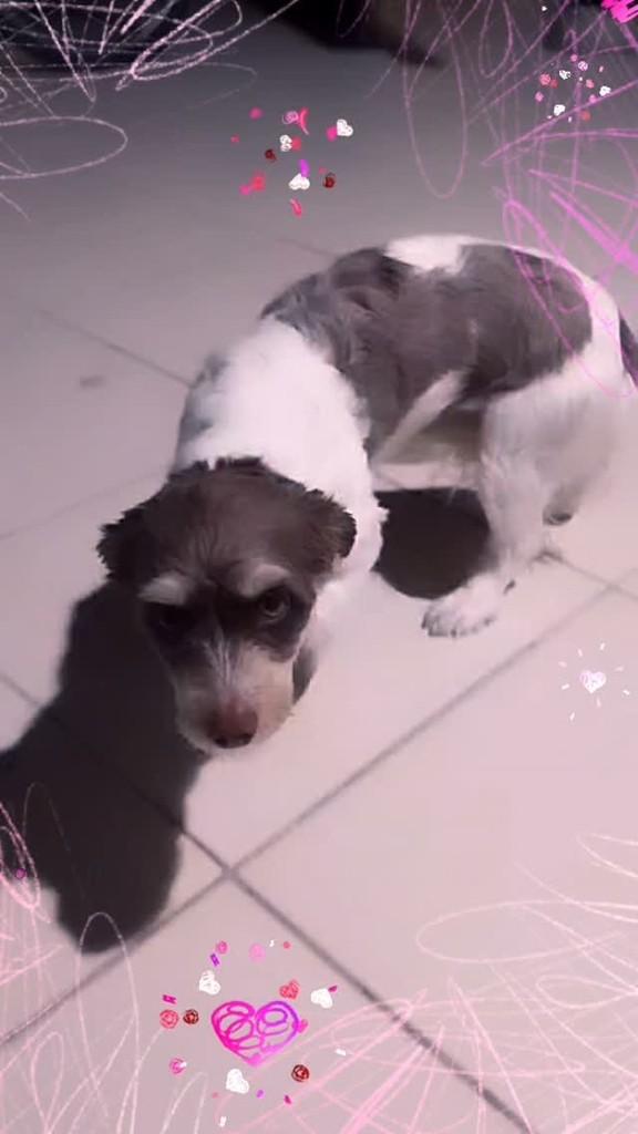 Peludinha, cadela de porte pequeno para adoção em Benedito Novo - SC