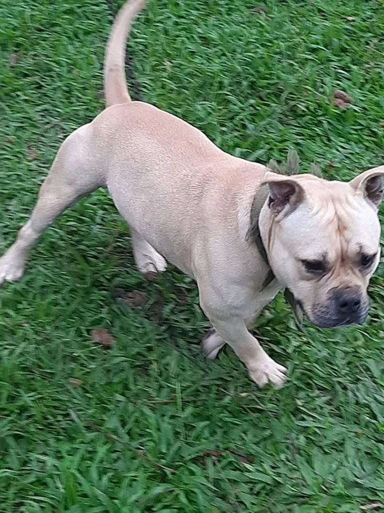 Pittmonster, cachorro de porte médio para adoção em Benedito Novo - SC