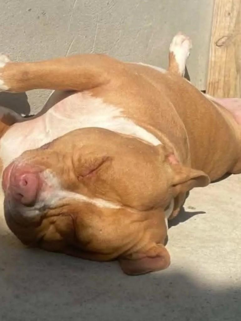 Thor, cachorro de porte médio para adoção em Benedito Novo - SC