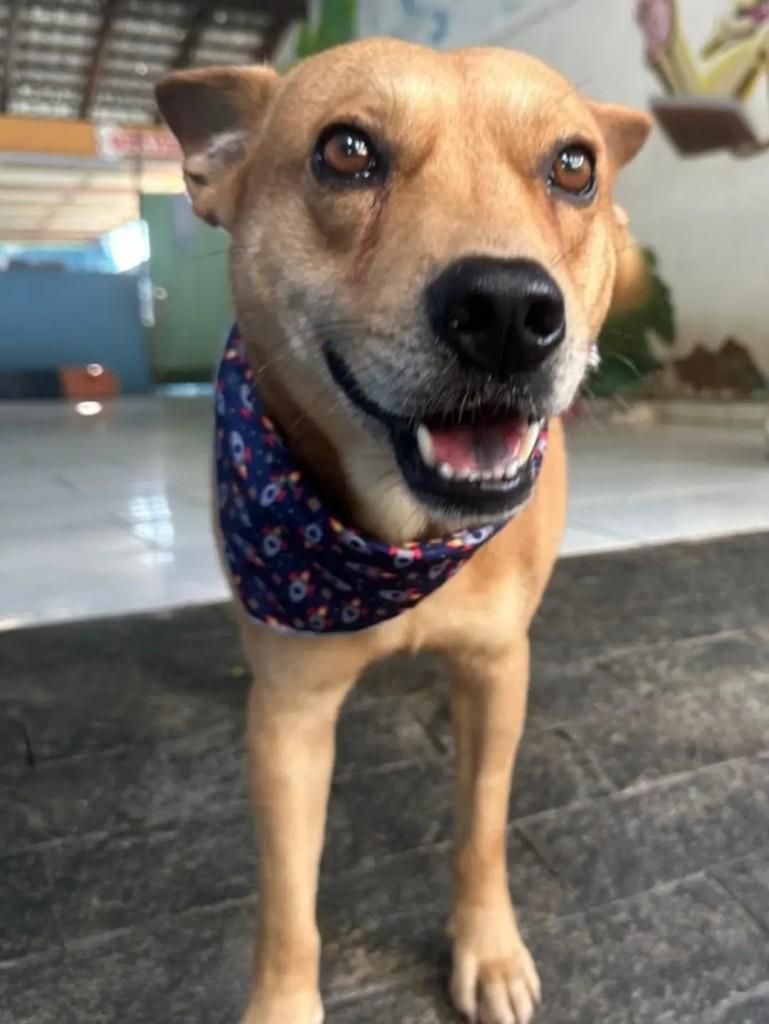 Zezé, cachorro de porte médio para adoção em Benedito Novo - SC