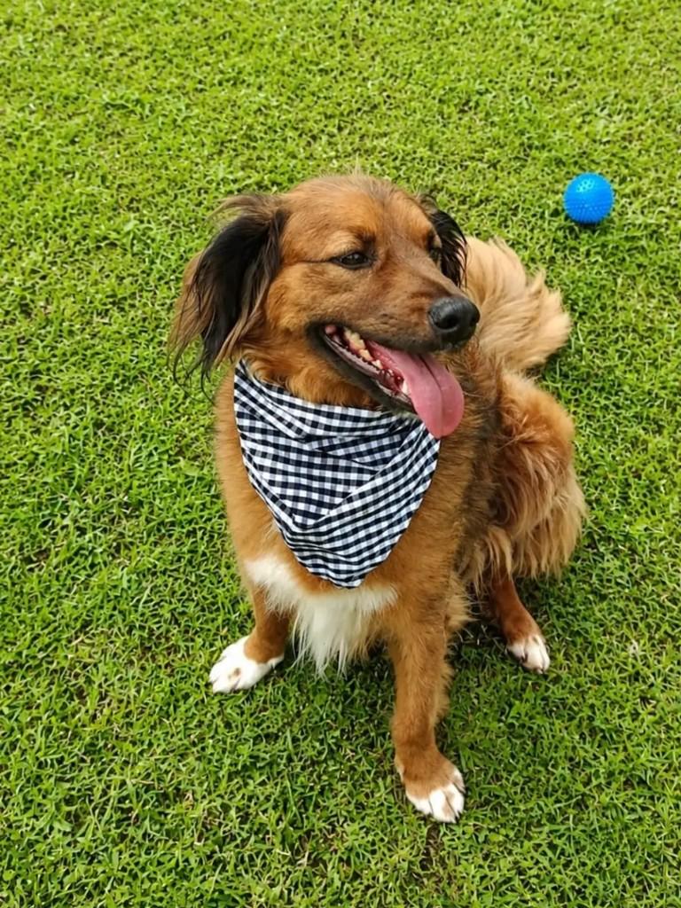Dudu, cachorro de porte médio para adoção em Benedito Novo - SC