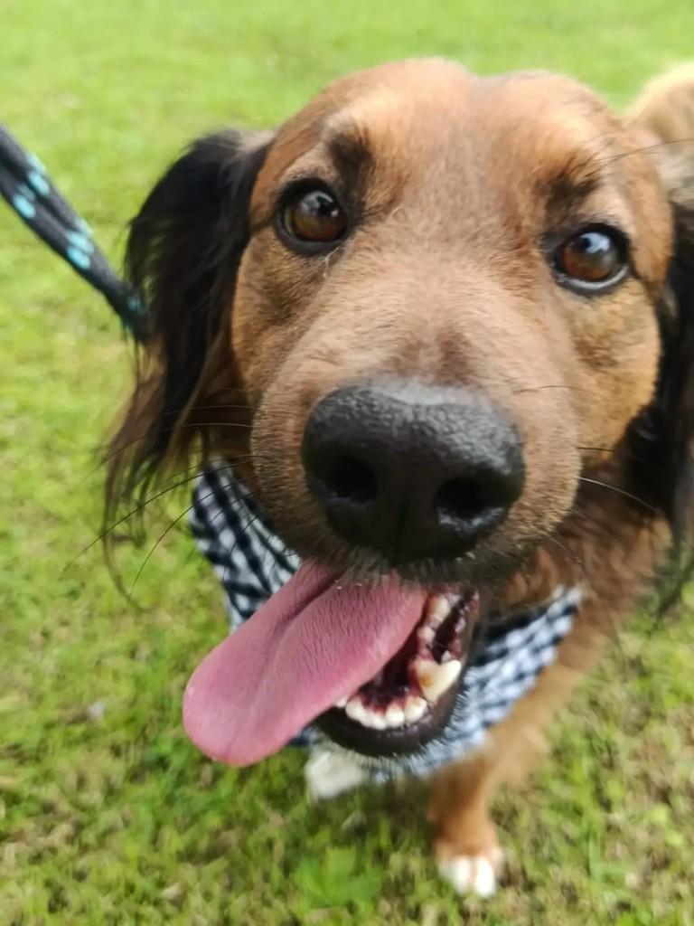 Dudu, cachorro de porte médio para adoção em Benedito Novo - SC — foto 2 de 5