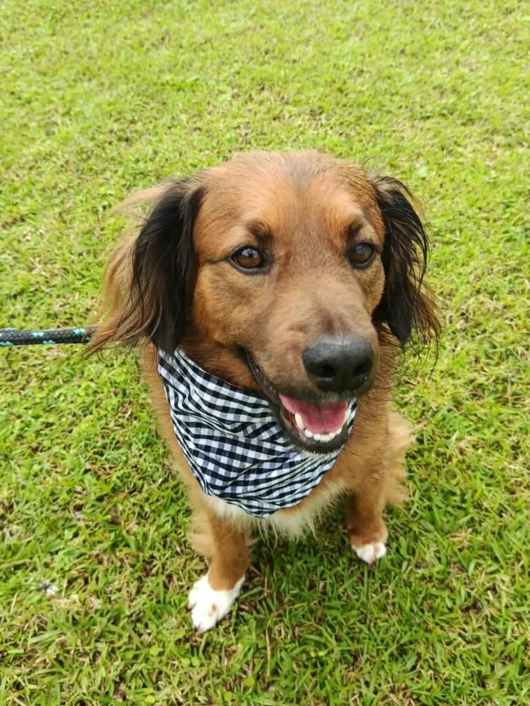 Dudu, cachorro de porte médio para adoção em Benedito Novo - SC — foto 3 de 5