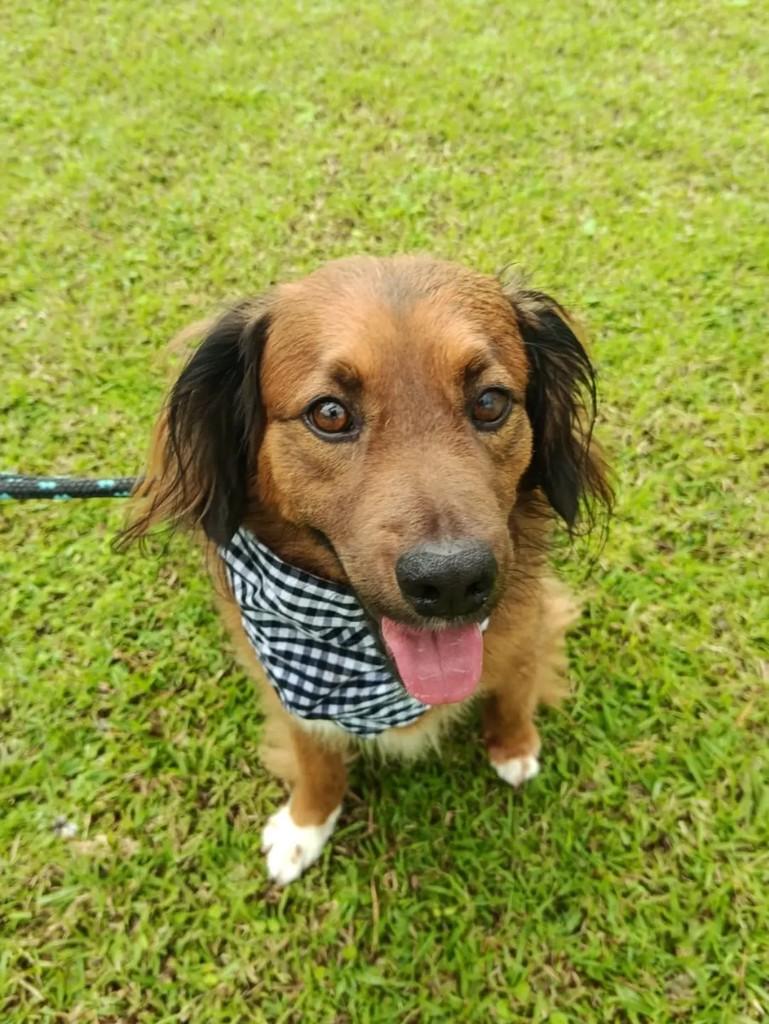 Dudu, cachorro de porte médio para adoção em Benedito Novo - SC — foto 4 de 5