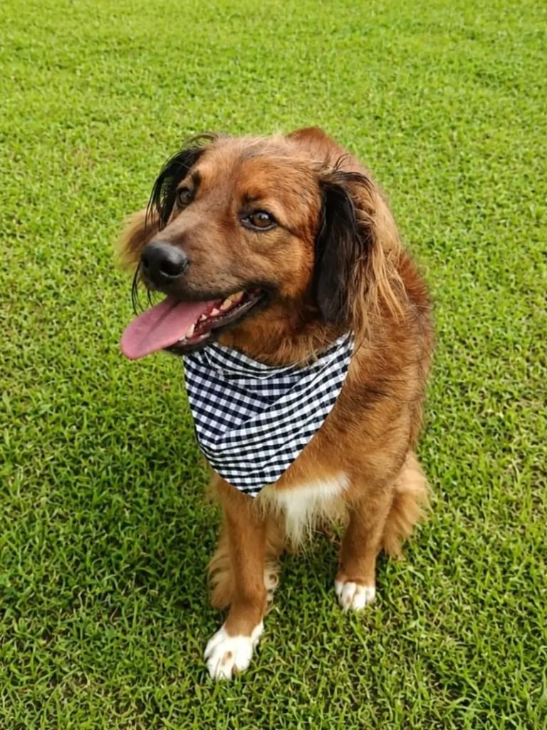 Dudu, cachorro de porte médio para adoção em Benedito Novo - SC — foto 5 de 5