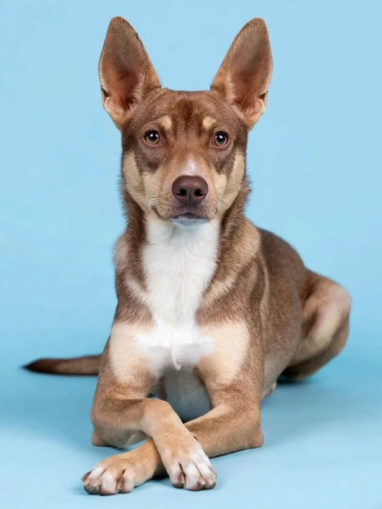 Max, cachorro de porte médio para adoção em Benedito Novo - SC