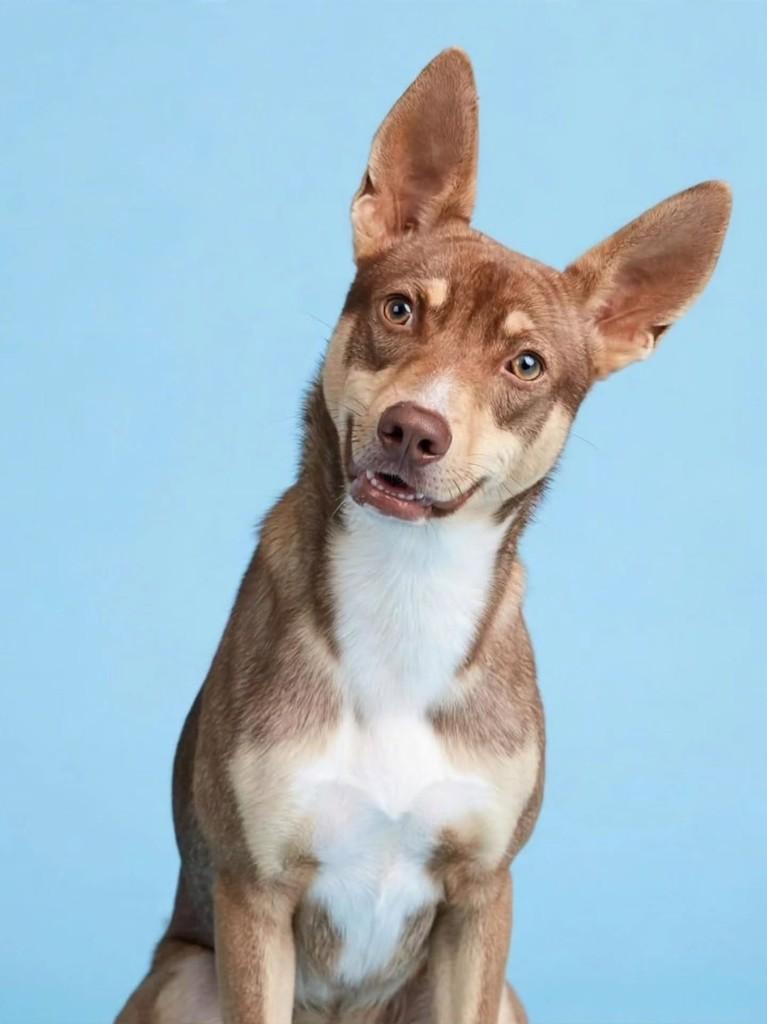 Max, cachorro de porte médio para adoção em Benedito Novo - SC — foto 2 de 5