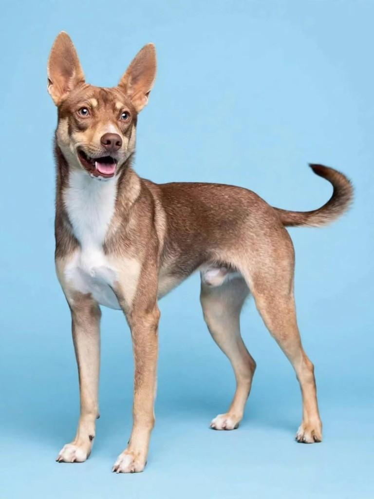 Max, cachorro de porte médio para adoção em Benedito Novo - SC — foto 3 de 5