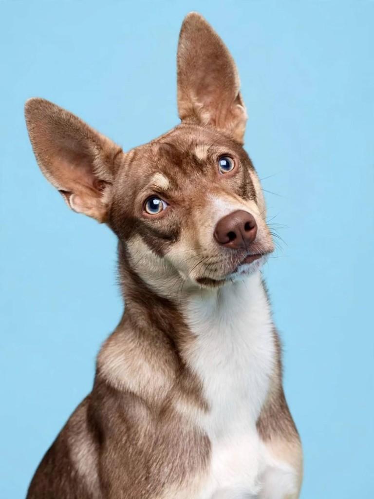 Max, cachorro de porte médio para adoção em Benedito Novo - SC — foto 4 de 5