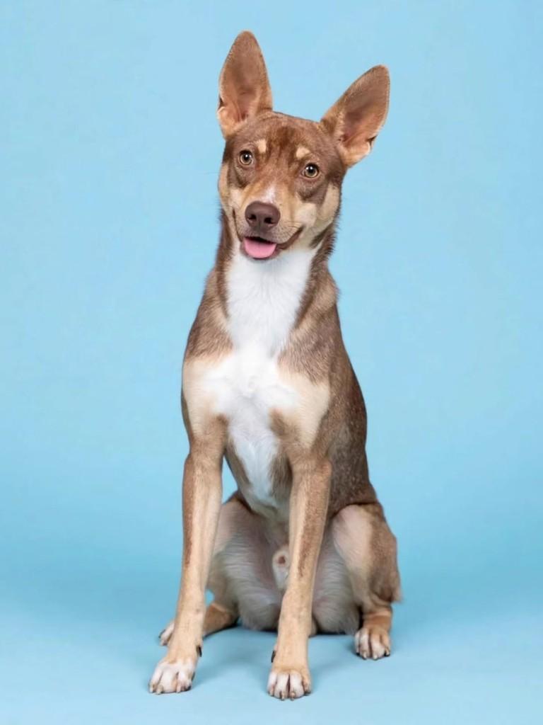 Max, cachorro de porte médio para adoção em Benedito Novo - SC — foto 5 de 5