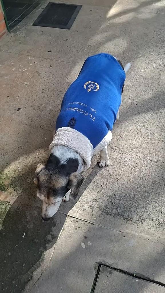 Floquinho, cachorro de porte pequeno para adoção em Candeias - BA