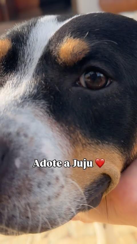 Juju, cachorro de porte pequeno para adoção em Candeias - MG