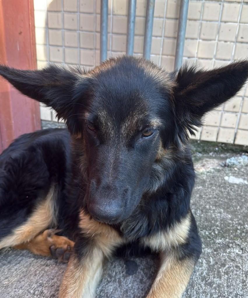 Pastora, cachorro de porte médio para adoção em Campestre - MG