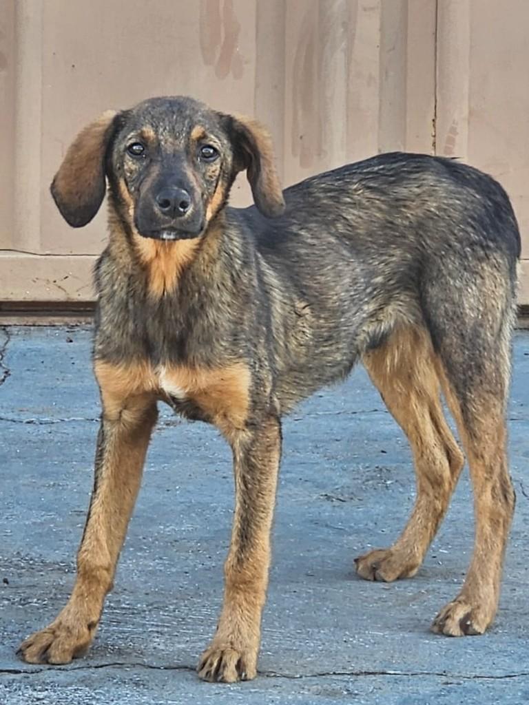 Pedro Henrique, cachorro de porte médio para adoção em Campestre - MG