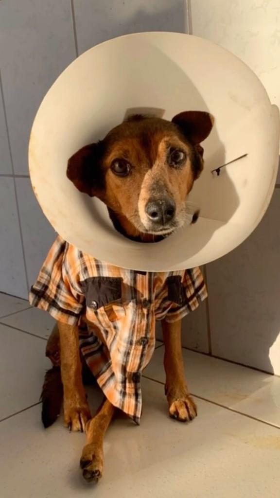 Valente, cachorro de porte pequeno para adoção em Campestre - MG