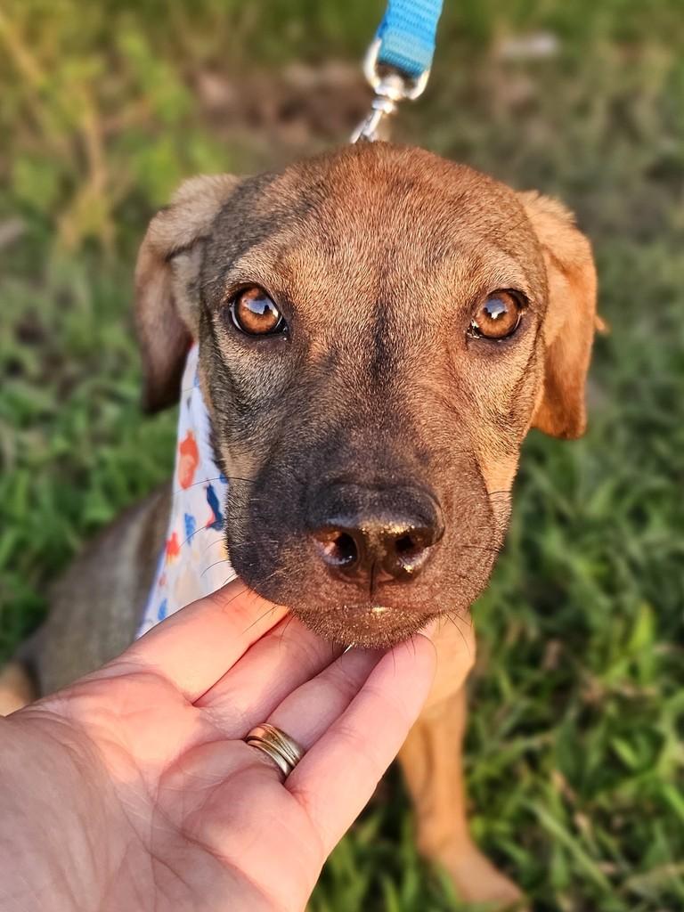 Luky, cachorro de porte pequeno para adoção em Canelinha - SC