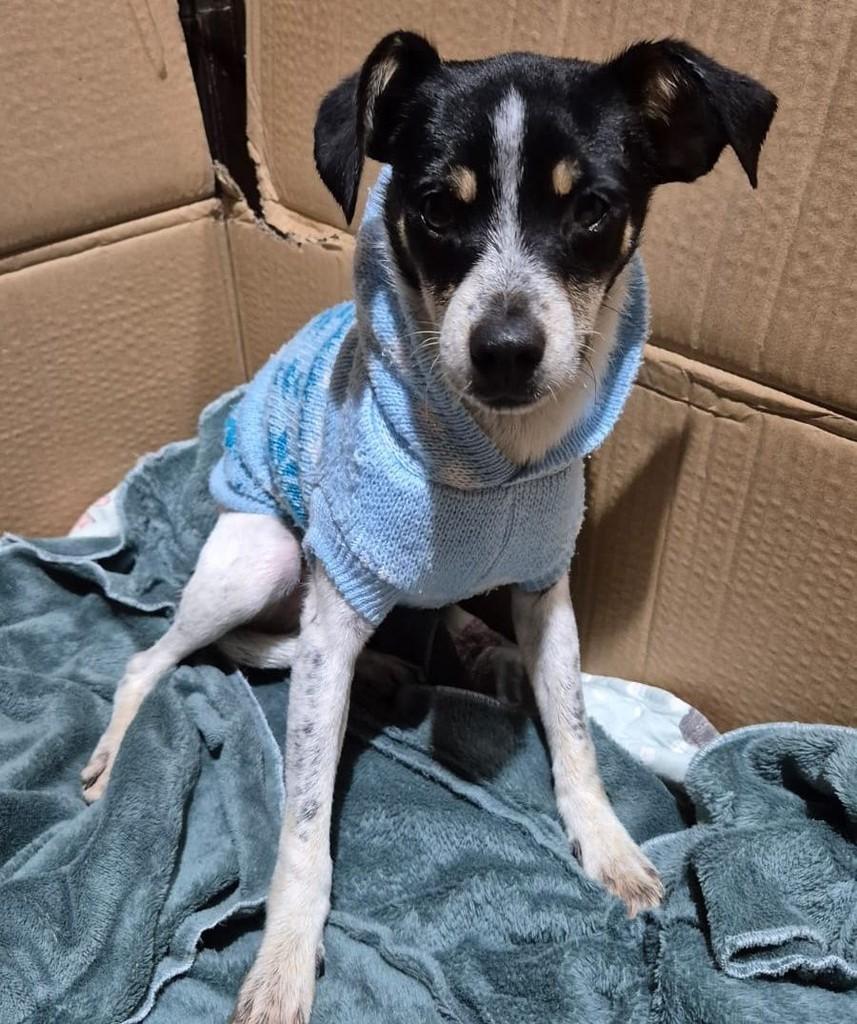 Mirele, cachorro de porte pequeno para adoção em Canelinha - SC