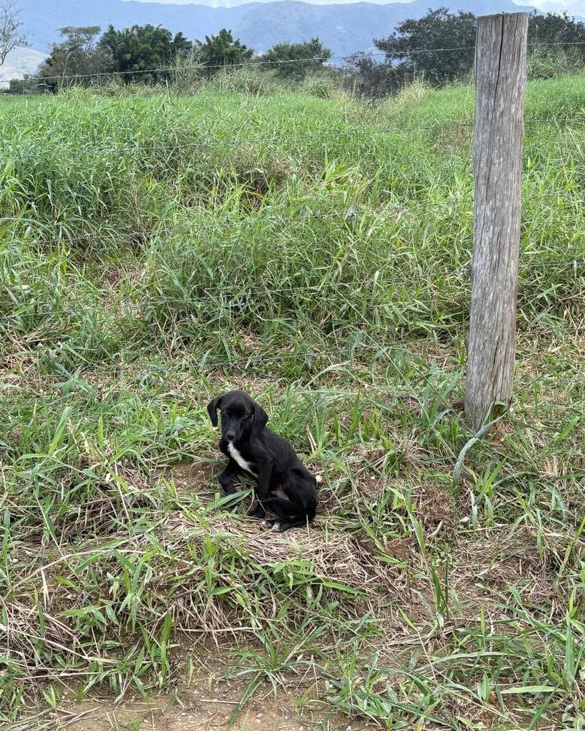 Anjinho, cadela de porte pequeno para adoção em Canelinha - SC