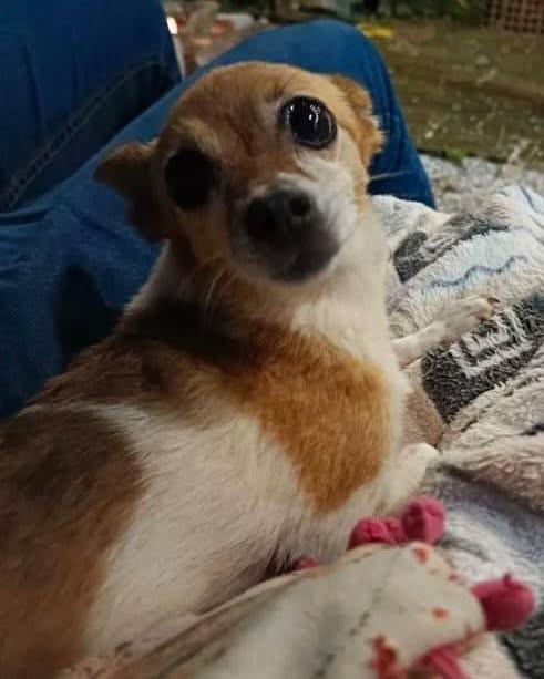Mila, cachorro de porte pequeno para adoção em Canelinha - SC