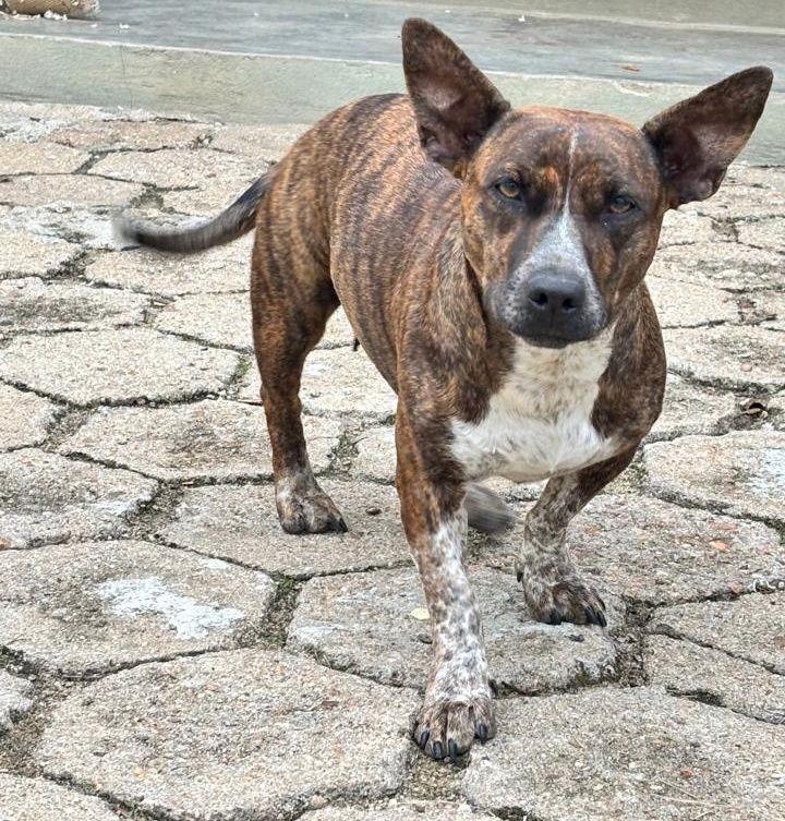 Fiona, cachorro de porte médio para adoção em Canelinha - SC