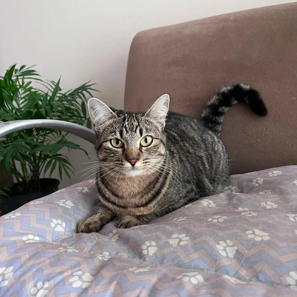 Mel, gata de porte médio para adoção em Canelinha - SC