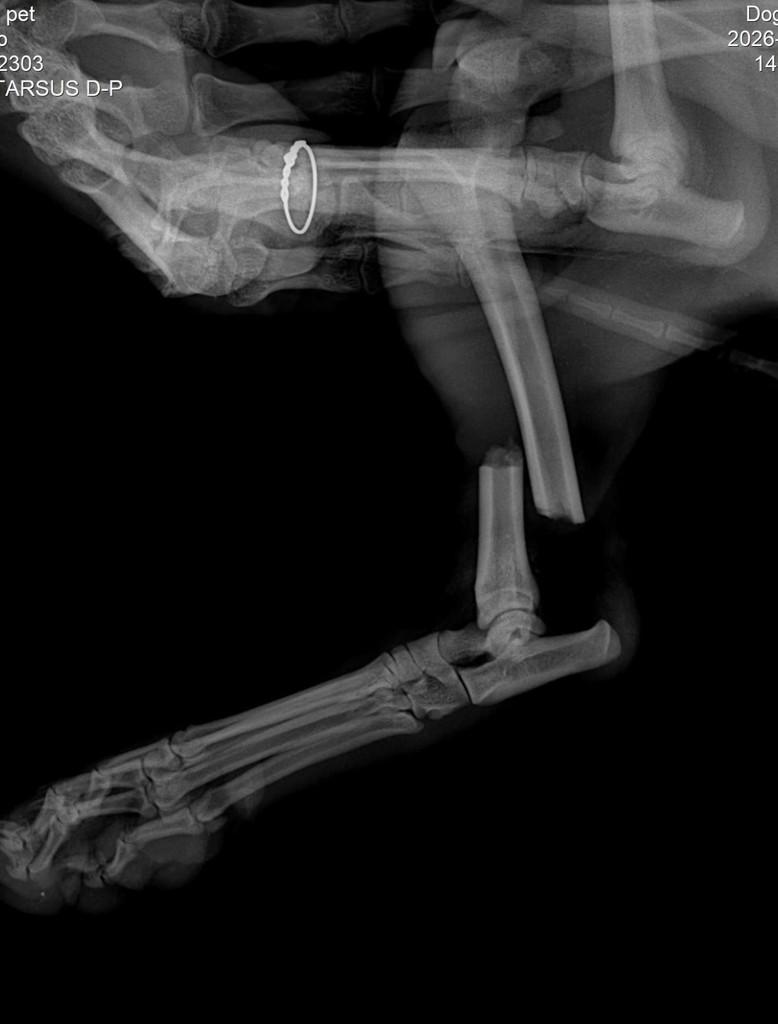 Branquinho, gato de porte médio para adoção em Canelinha - SC