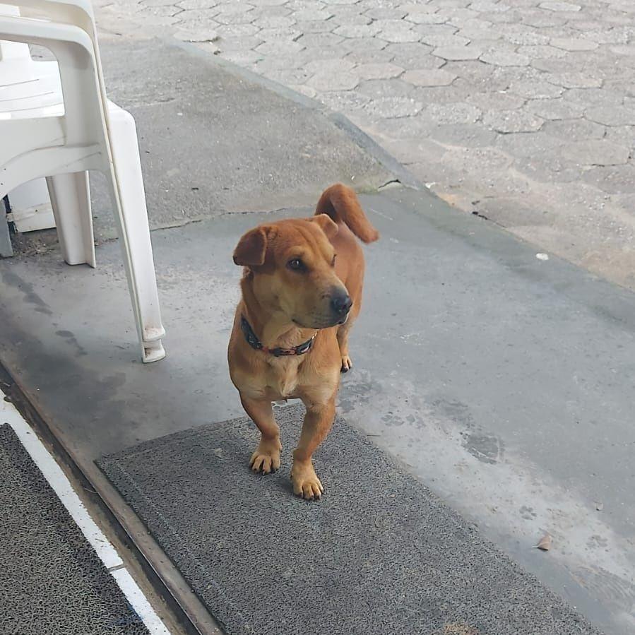 Thor, cachorro de porte médio para adoção em Canelinha - SC