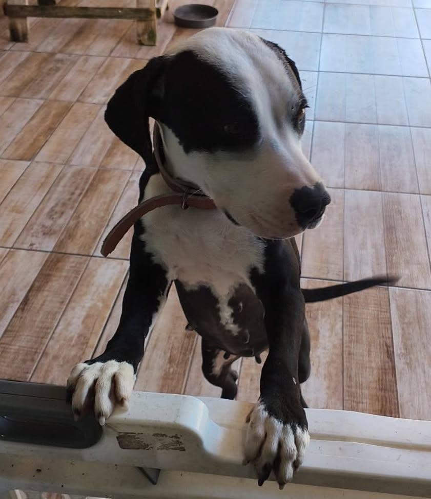 Pitbull Fêmea, cadela de porte médio para adoção em Canelinha - SC