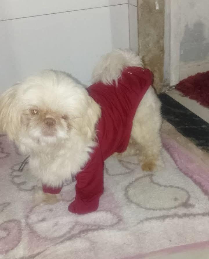 Toby, cachorro de porte pequeno para adoção em Canelinha - SC