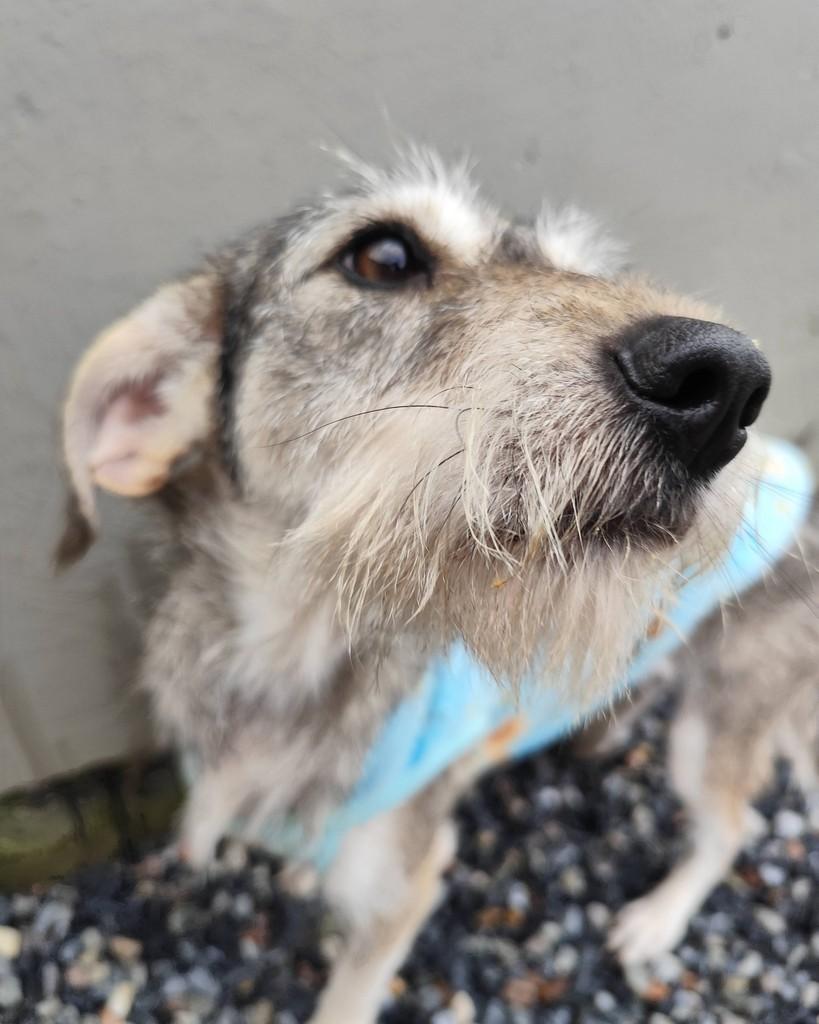 Fiapinha, cachorro de porte médio para adoção em Canelinha - SC
