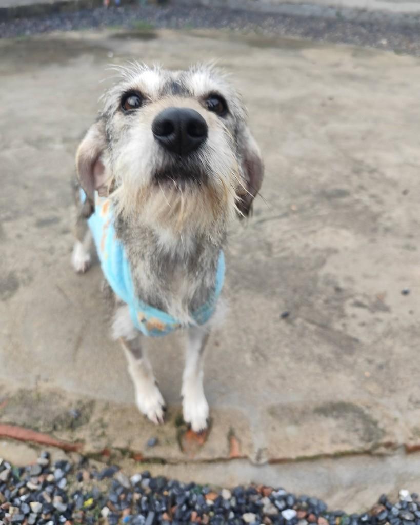 Fiapinha, cachorro de porte médio para adoção em Canelinha - SC — foto 2 de 3