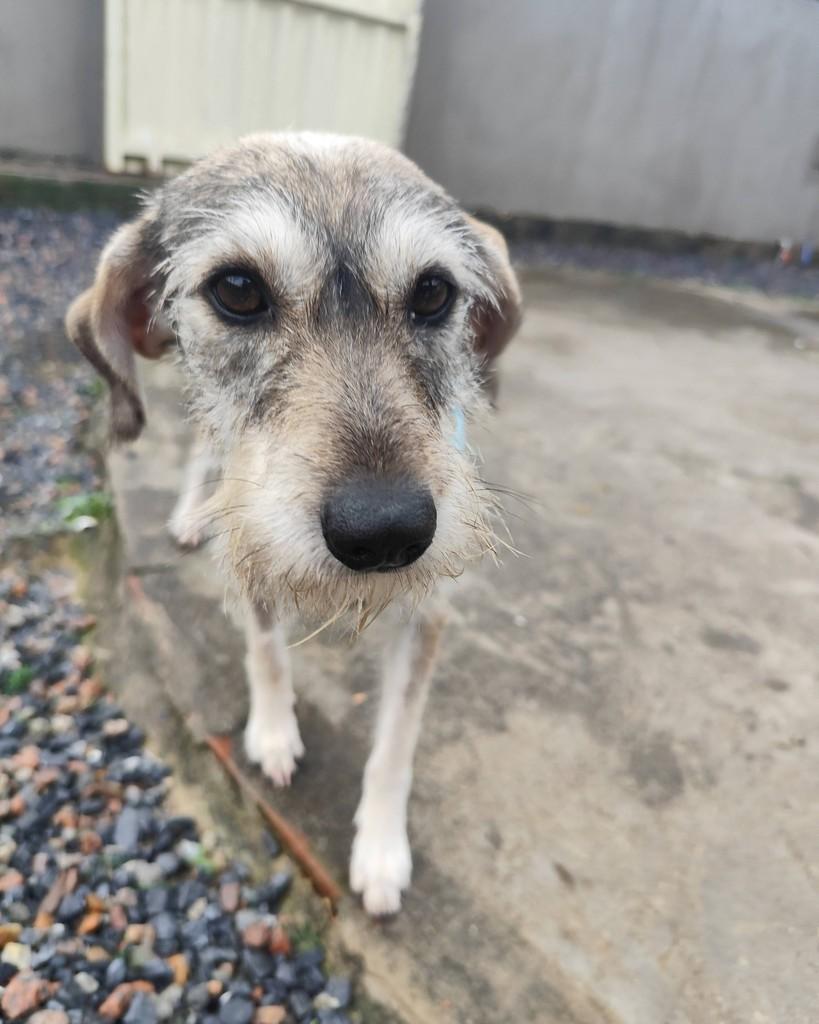 Fiapinha, cachorro de porte médio para adoção em Canelinha - SC — foto 3 de 3