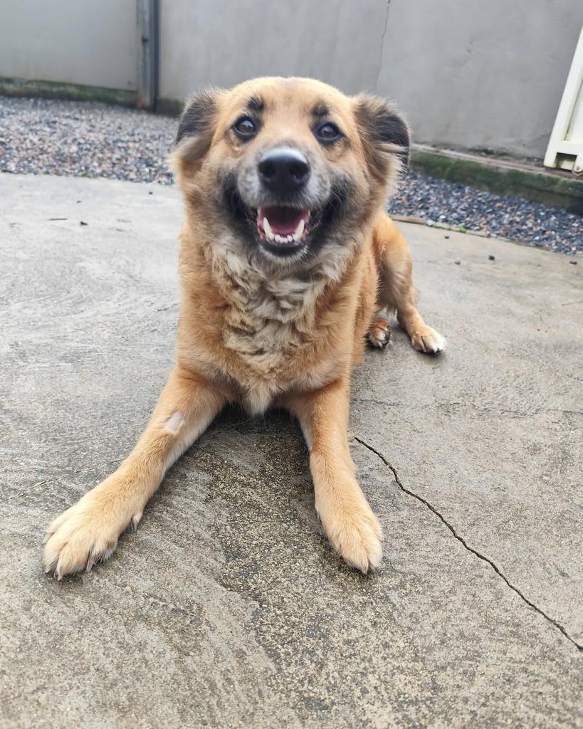 Gorducha, cachorro de porte grande para adoção em Canelinha - SC