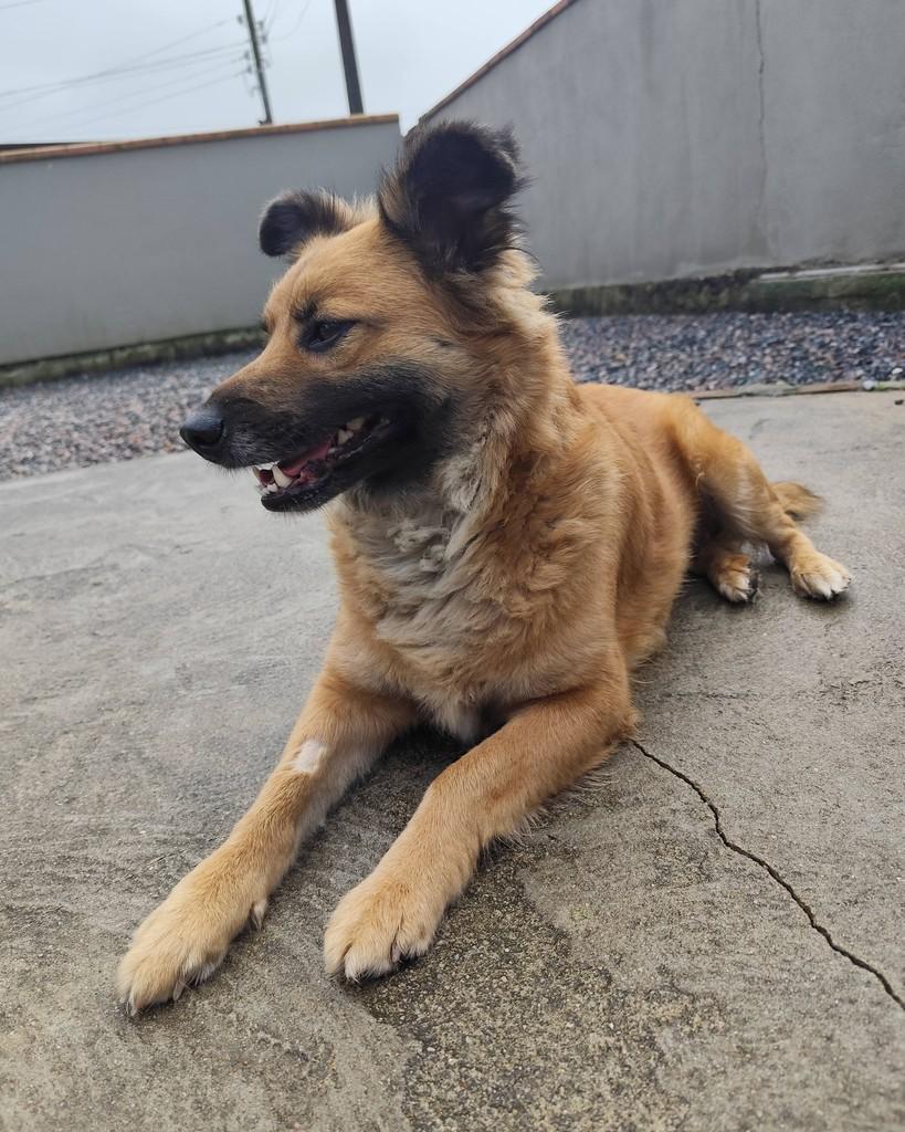 Gorducha, cachorro de porte grande para adoção em Canelinha - SC — foto 2 de 6