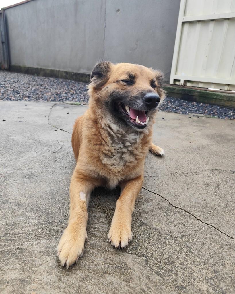 Gorducha, cachorro de porte grande para adoção em Canelinha - SC — foto 3 de 6