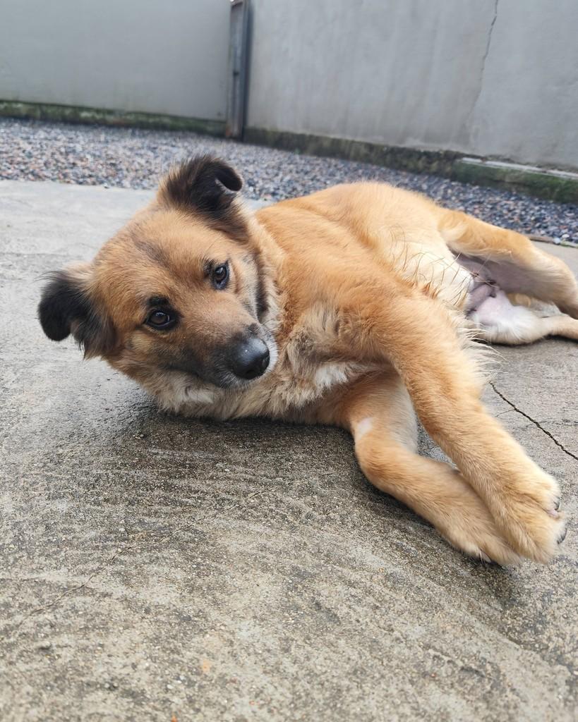 Gorducha, cachorro de porte grande para adoção em Canelinha - SC — foto 4 de 6
