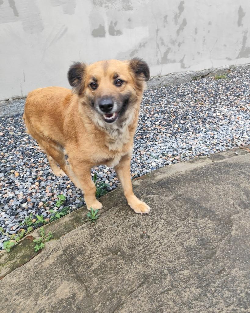 Gorducha, cachorro de porte grande para adoção em Canelinha - SC — foto 5 de 6