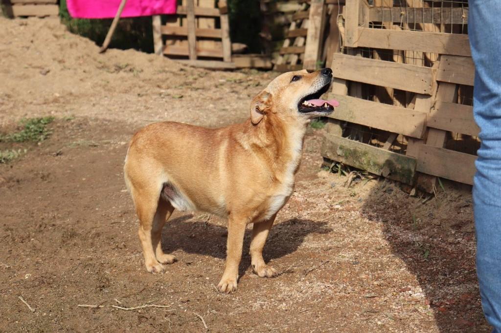 Caramelo, cachorro de porte médio para adoção em Canelinha - SC