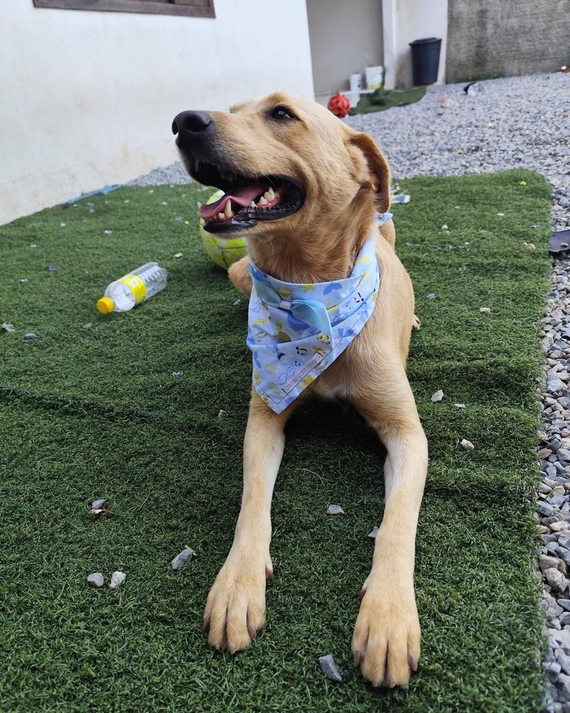 Alemão, cachorro de porte médio para adoção em Canelinha - SC