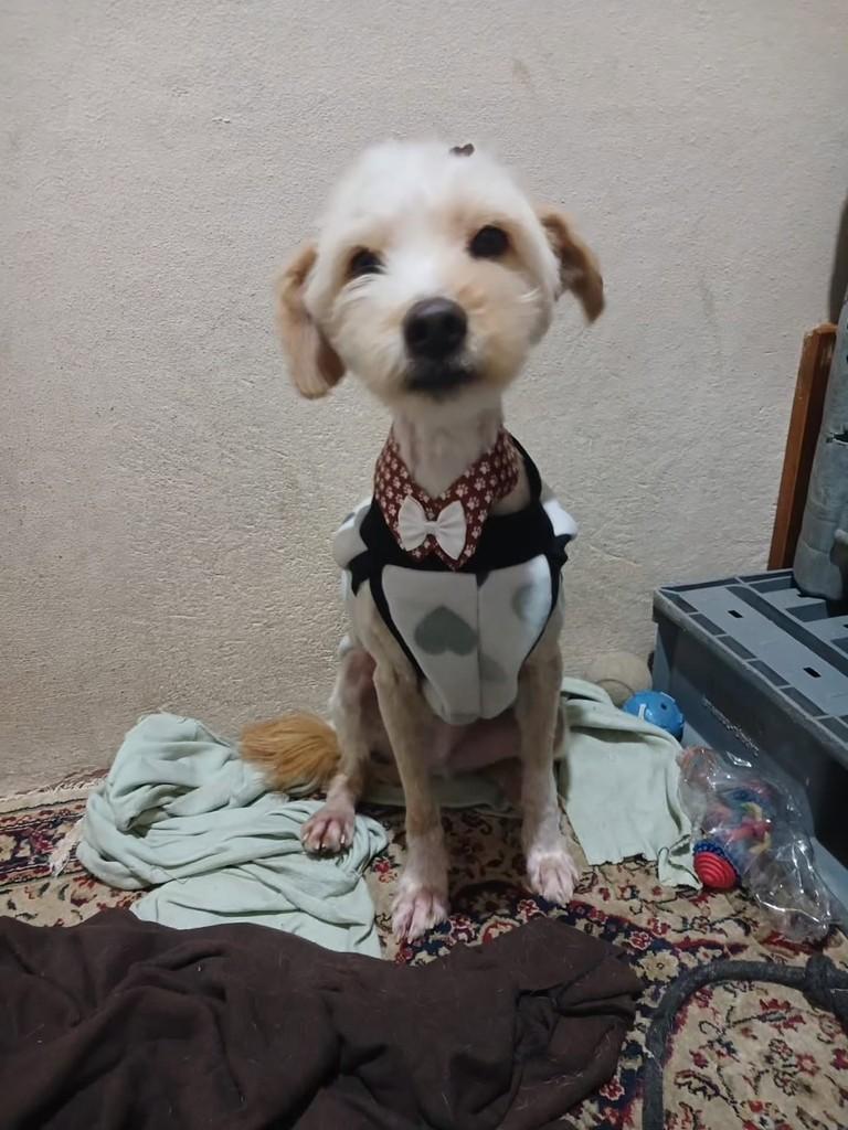Maicon Jakson, cachorro de porte pequeno para adoção em Canelinha - SC