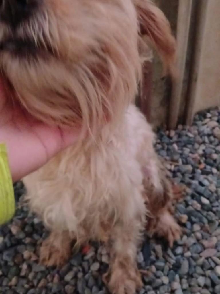 Maicon Jakson, cachorro de porte pequeno para adoção em Canelinha - SC — foto 2 de 2