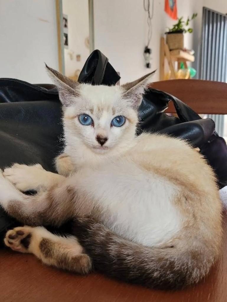 Linda, gata de porte pequeno para adoção em Juazeiro do Norte - CE