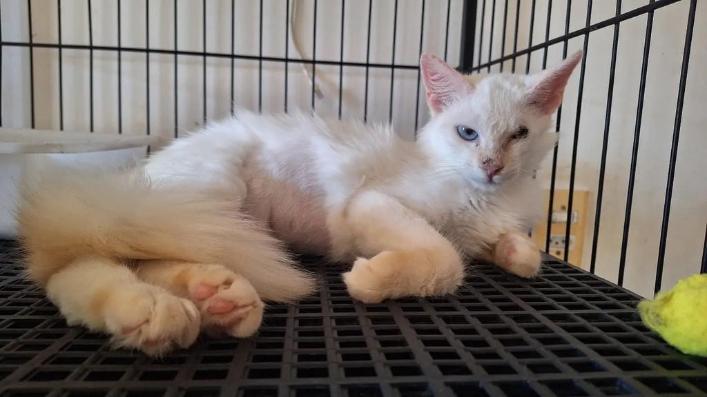Piratinha, gato de porte médio para adoção em Juazeiro do Norte - CE