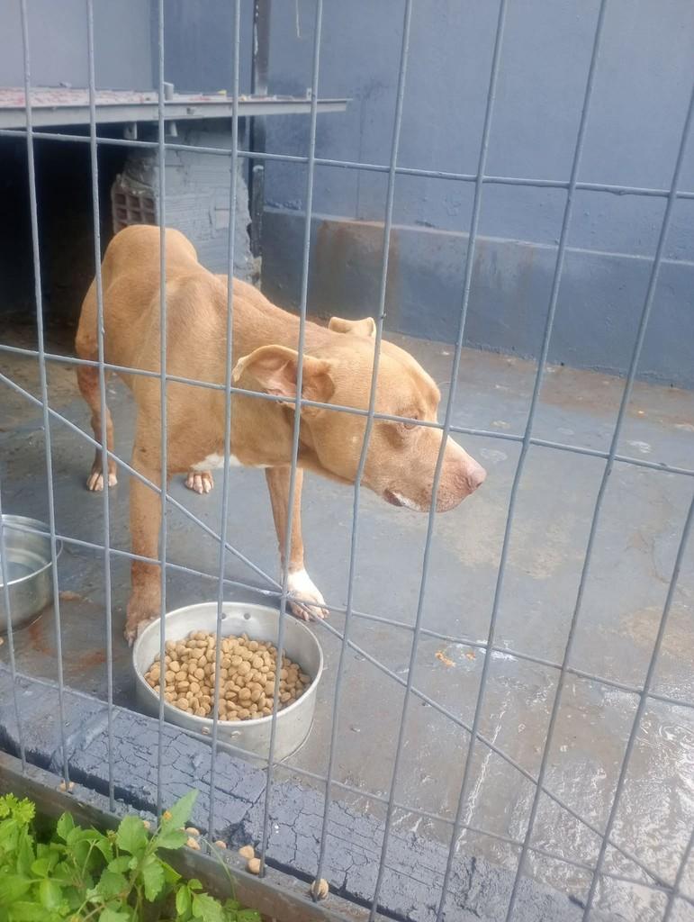 Zeus, cachorro de porte grande para adoção em Constantina - RS