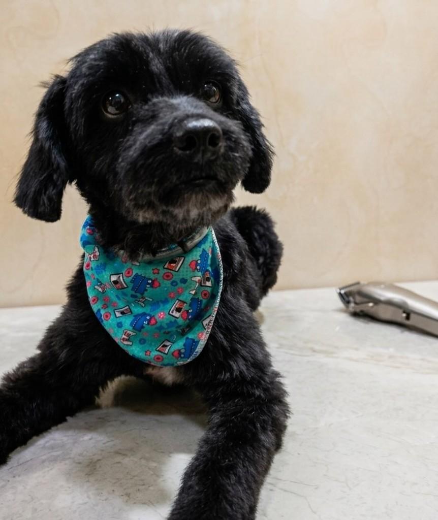 Lindão, cachorro de porte médio para adoção em Dona Emma - SC